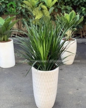 Combo Phát Tài Núi - belovedbeyond.com