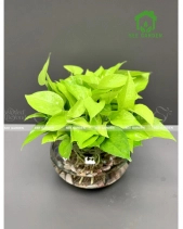 Trầu Bà Vàng Thủy Sinh Ht2 - belovedbeyond.com