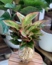 Phú Quý Thủy Sinh - belovedbeyond.com