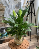 Cây Lan Ý Thuỷ Sinh - belovedbeyond.com