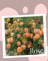 Laxie Floral - Tinh Dầu 10Ml - belovedbeyond.com