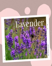 Laxie Floral - Tinh Dầu 10Ml - belovedbeyond.com