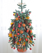 Cây Thông Giáng Sinh - Nhập Khẩu - belovedbeyond.com