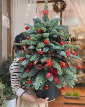 Thông Giáng Sinh - Đỏ - 80Cm - belovedbeyond.com