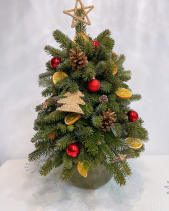 Cây Thông Tươi Đan Mạch - belovedbeyond.com