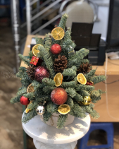 Cây Thông Đan Mạch - belovedbeyond.com