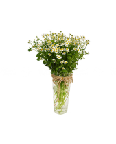 Bình Hoa Cúc Tana - belovedbeyond.com