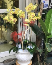 L-453 - belovedbeyond.com