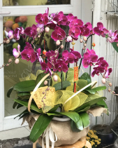 L-451 - belovedbeyond.com