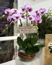 L-372 - belovedbeyond.com