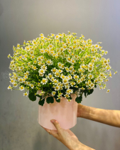 Hh-351 - belovedbeyond.com