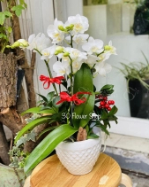 L-240 - belovedbeyond.com