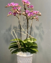 L-076 - belovedbeyond.com