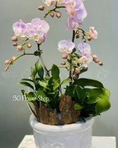 L-175 - belovedbeyond.com