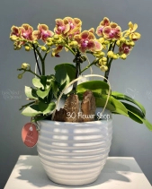 L-174 - belovedbeyond.com