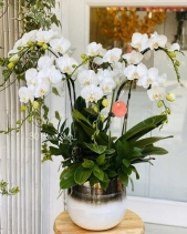 L-122 - belovedbeyond.com