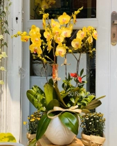 L-027 <Br> Lan Hồ Điệp - belovedbeyond.com