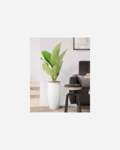 Đại Phú Gia - belovedbeyond.com