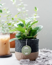 Trường Sinh × Teori - belovedbeyond.com