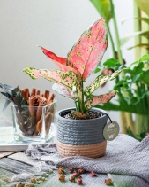 Vạn Lộc × Teori - belovedbeyond.com