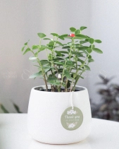 Hoya Tròn Nhật Bản - belovedbeyond.com