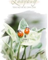 Hoya Tròn Nhật Bản - belovedbeyond.com