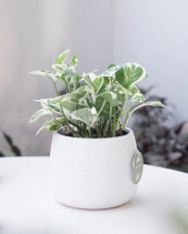 Trầu Bà Cẩm Thạch × Kanso 10.0 - belovedbeyond.com