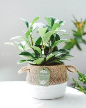 Trường Sinh × Cói Gcs - belovedbeyond.com