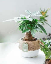 Kim Ngân Đơn × Cói Gcs - belovedbeyond.com