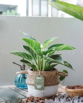 Đế Vương Trắng × Cói Gcs - belovedbeyond.com