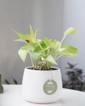 Trầu Bà Neon × Kanso 10.0 - belovedbeyond.com