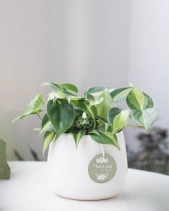 Trầu Bà Brasil × Kanso 10.0 - belovedbeyond.com