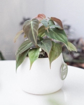 Trầu Bà Micans × Kanso 10.0 - belovedbeyond.com