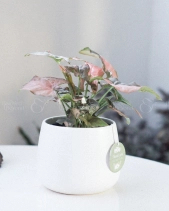 Môn Hồng × Kanso 10.0 - belovedbeyond.com