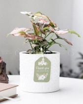 Môn Hồng × Ami 10.0 - belovedbeyond.com