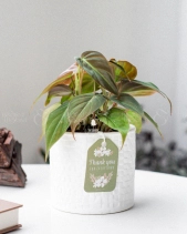 Trầu Bà Micans × Ami 10.0 - belovedbeyond.com