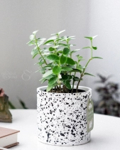 Hoya Tròn × Ami 10.0 - belovedbeyond.com