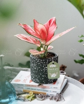 Vạn Lộc × Ami 10.0 - belovedbeyond.com