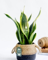 Lưỡi Hổ × Cói Gcs - belovedbeyond.com