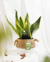 Lưỡi Hổ × Cói Gcs - belovedbeyond.com