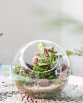 Tiểu Cảnh Terrarium - Tropical Forest 2 - belovedbeyond.com