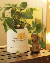 Cây Cảnh Để Bàn 04 - belovedbeyond.com