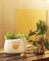 Cây Cảnh Để Bàn 05 - belovedbeyond.com