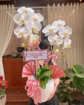 Lan Hồ Điệp - belovedbeyond.com