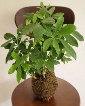 Cây Kokedama Ngũ Gia Bì - belovedbeyond.com