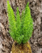 Cây Kokedama Đuôi Chồn - belovedbeyond.com