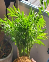 Cây Kokedama Cau Tiểu Trâm - belovedbeyond.com