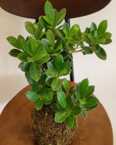 Cây Kokedama Vạn Phát Gia - belovedbeyond.com