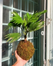 Cây Kokedama Cọ - belovedbeyond.com