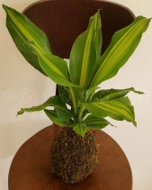 Cây Kokedama Phát Tài - belovedbeyond.com
